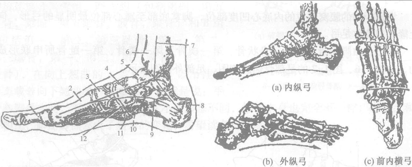 第一節(jié) 腳